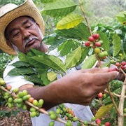 Tour the Coffee Plantations of Central & South America