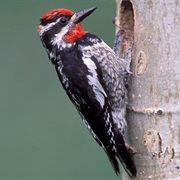 Red-Naped Sapsucker