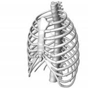 Bruised a Rib While Coughing