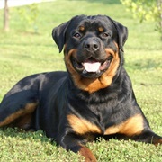 Rottweiler