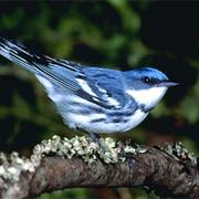 Cerulean Warbler