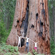 Tuolumne Grove of Sequoia Trees, Yosemite National Park, California