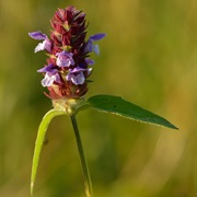 Common Self-Heal (Prunella Vulgaris)
