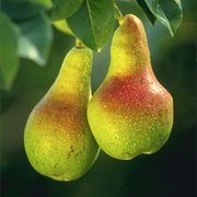 European Pear (Pyrus Communis)