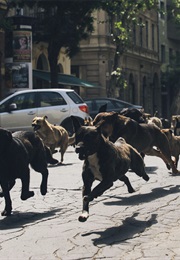 Fehér Isten. (2014)