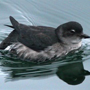 Cassin's Auklet
