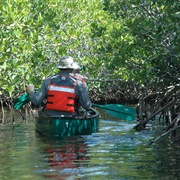 Kayak Mangroves of Isla Juan Venado