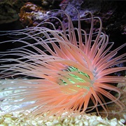 Anemones