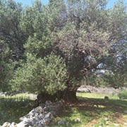 Olive Gardens of Lun, Pag