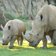 Rhinos - Disney Animals