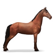 Tennessee Walker - Cherry Bay