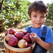 Visit a Apple Orchard