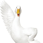 Aflac Duck