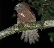 Solomon Frogmouth