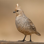 Scaled Quail