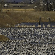 Desoto National Wildlife Refuge