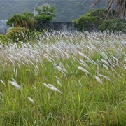 Cogongrass (Imperata Cylindrica)
