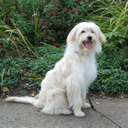 Pyrenean Sheepdog