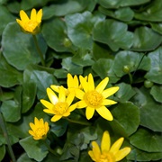 Lesser Celandine (Ficaria Verna)