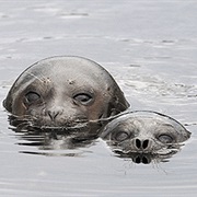 Linnansaari, Kolovesi NP Joutenvesi NR Finland