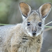 Tammar Wallaby