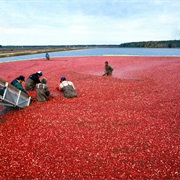 Wade in a Cranberry Bog