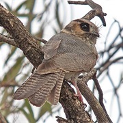 New Caledonian Owlet-Nightjar