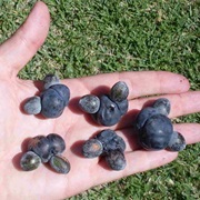 Plum Pine (Podocarpus Elatus)