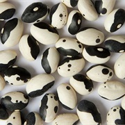 Calypso Bean / Orca Bean / Yin Yang Bean