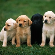 Volunteer at a Dog Shelter