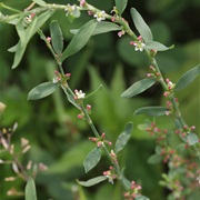 Common Knotgrass (Polygonum Aviculare)