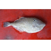 Unicorn Leatherjacket / Unicorn Filefish