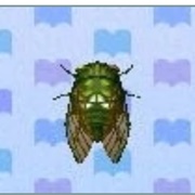 Robust Cicada