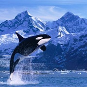 Glacier Bay Basin, Alaska
