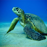 Sea Turtle