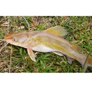 Asian Redtail Catfish