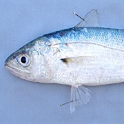 Queenfish (Aka: Kingfish, Herring Croaker, Shiner)