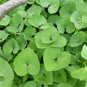 Canada Wild Ginger (Asarum Canadense)