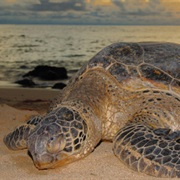 See Turtle Nesting