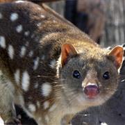 Tiger Quoll