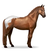 Knabstrupper - Chestnut Blanket