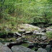 Harbison State Forest, South Carolina