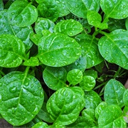 Malabar Spinach (Basella Alba)