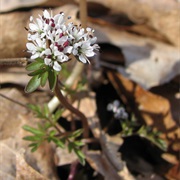 Harbinger of Spring (Erigenia)
