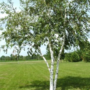 White Birch