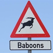 Baboons