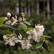 Texas Crabapple (Malus Ioensis Var. Texana)