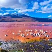 Tour Across the Bolivian Altiplano