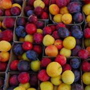 Plums