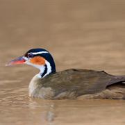 Sungrebe